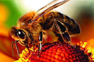 Honey Bees: A Pollination Simulation Lesson by Agriculture in the Classroom