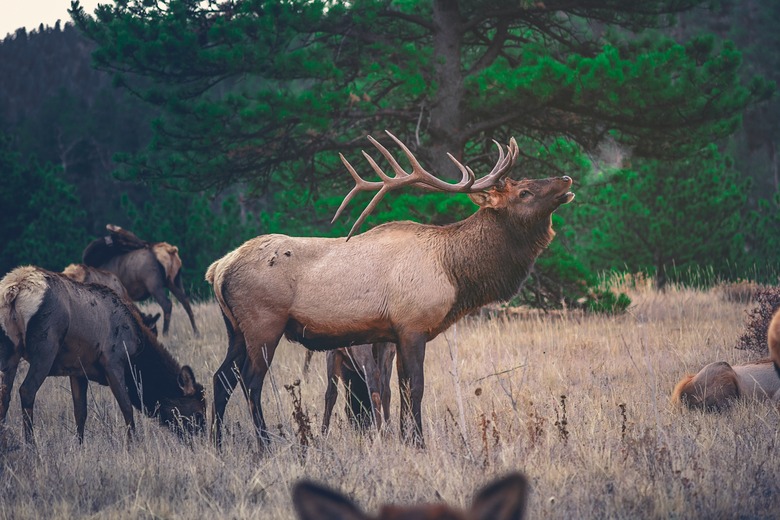 Nebraska Wildlife Mammals