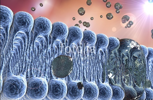 Unit 5.2 Cell Plasma Membrane components