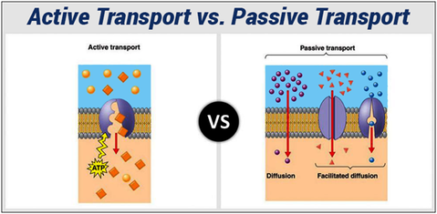 Membrane Transport in Animal Cells