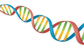High School Biology - DNA