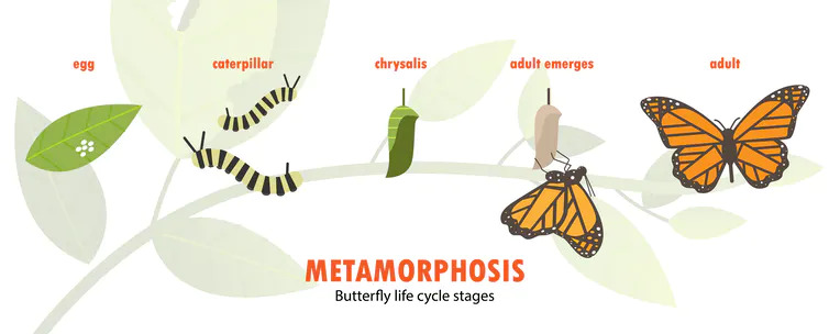 Life Cycle of a Butterfly Lesson Plan