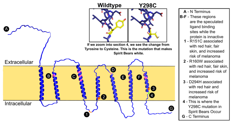 MC1R Protein in Humans with Y298C Mutation