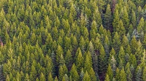 PEI SOLS HS Forests: Carbon Sequestration
