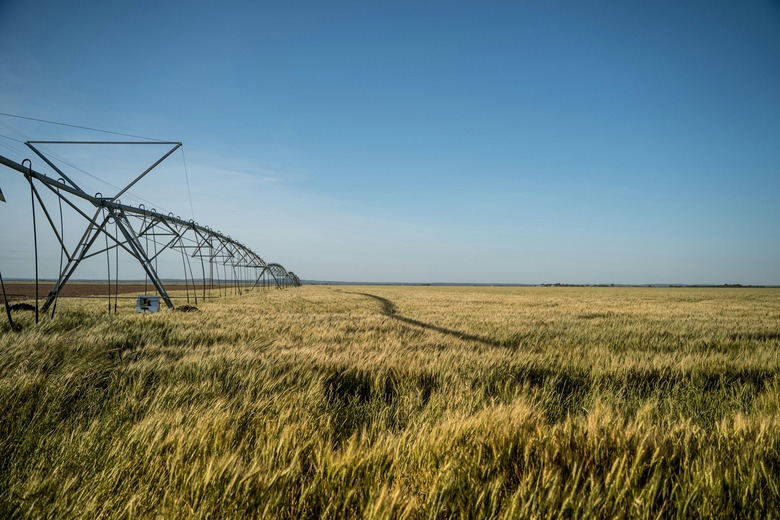 Accounting in Agriculture