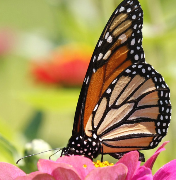 Journey North: Monarch Butterflies Citizen Science