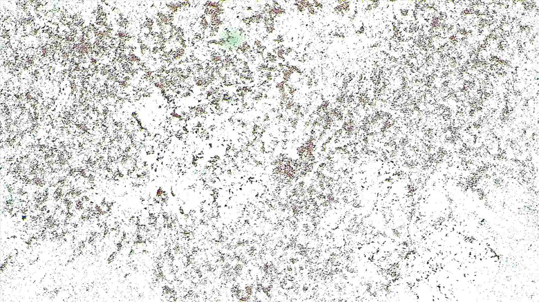 Micrograph Escherichia coli safranin red 100x p000006