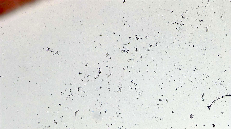 Micrograph Bacillus subtilis Gram stain 100x p000012