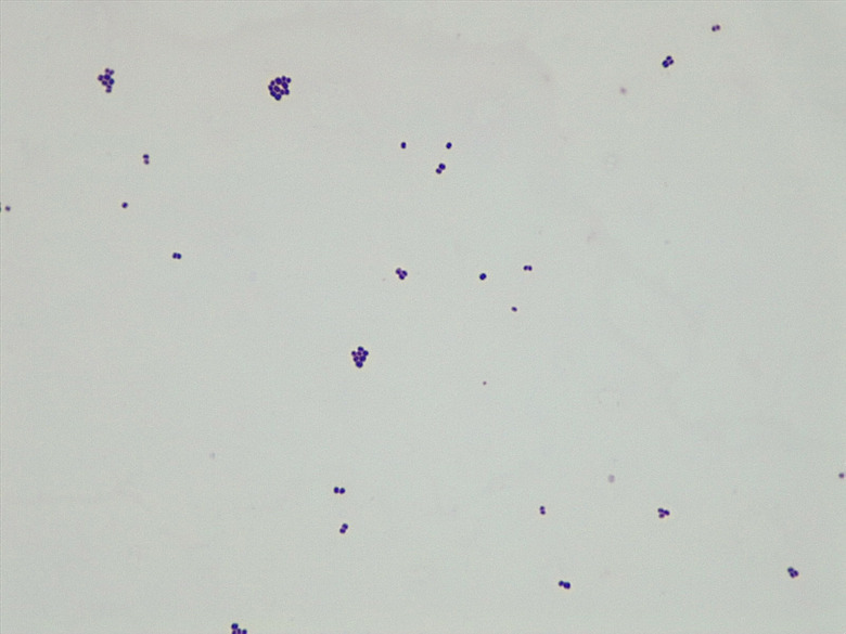Micrograph Micrococcus luteus gram stain 1000X p000177