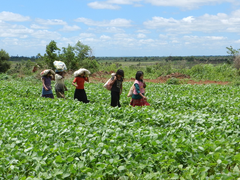 Soy is not a crop: Soy is a system