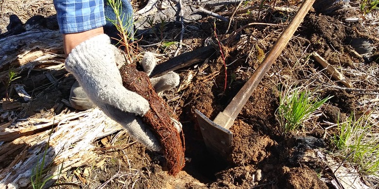 PEI Math Performance Task (Algebra): Replanting Timberland