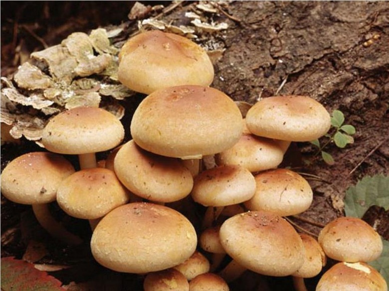 Mushroom Cultivation Technology