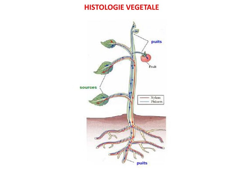 Fascicule de  Travaux Pratiques de  Biologie Végétale  Section biologie géologie  BG1