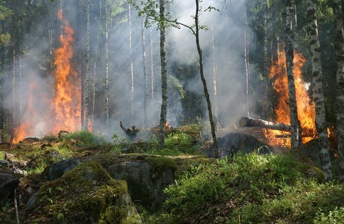 PEI SOLS Kindergarten Fire: Humans and Wildfires