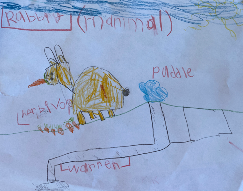Animal Needs Research Project for K/1