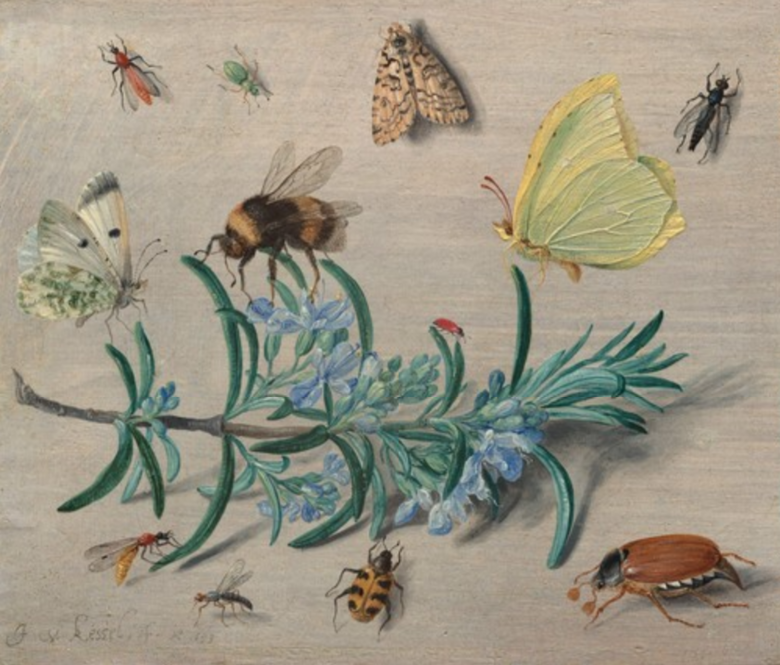 Insect Models