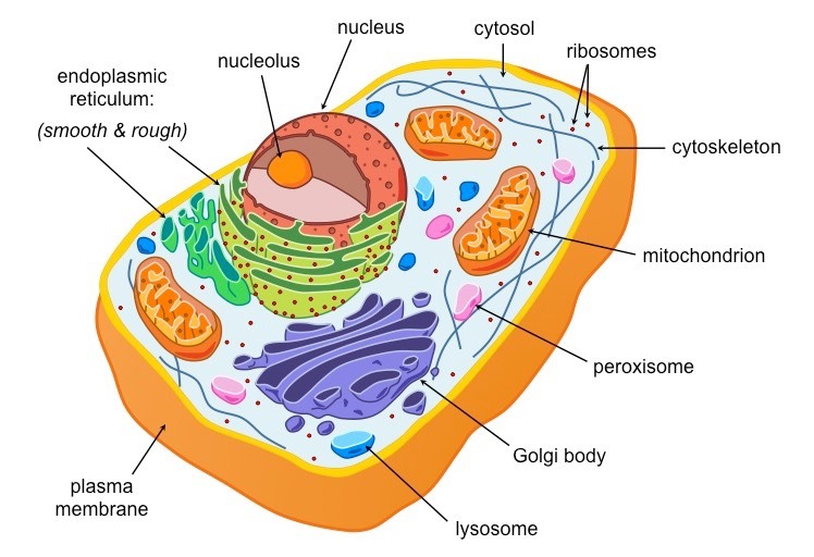 Cell Energy in Eukaryotic Cells (10th)