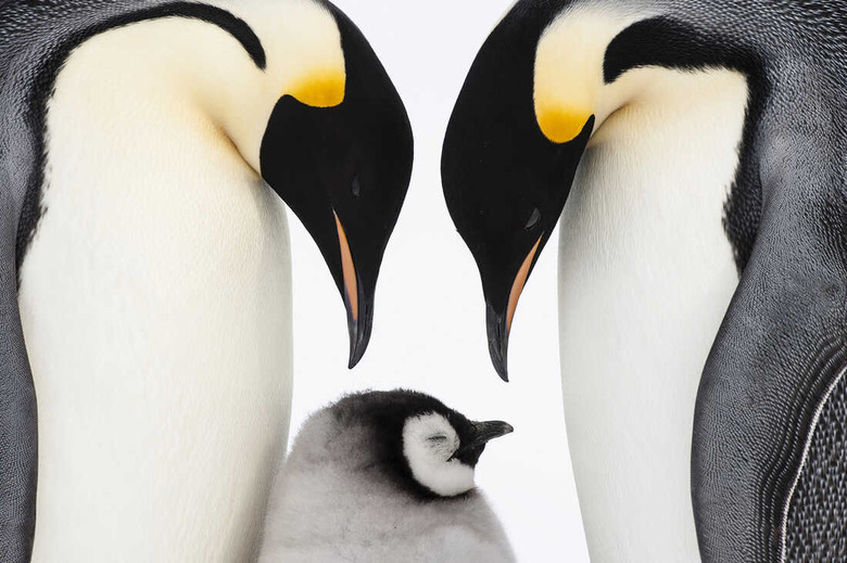 Penguins are Alike and Different (K)