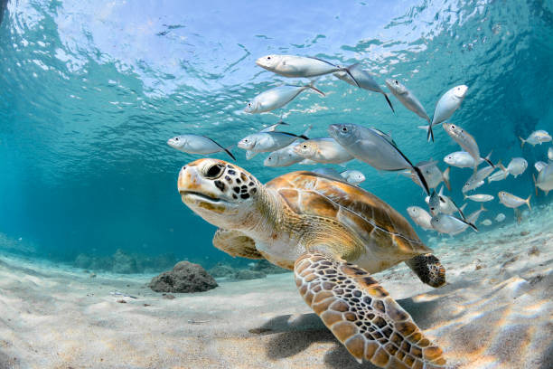 Save the Sea Turtles Unit of Study for Primary Students