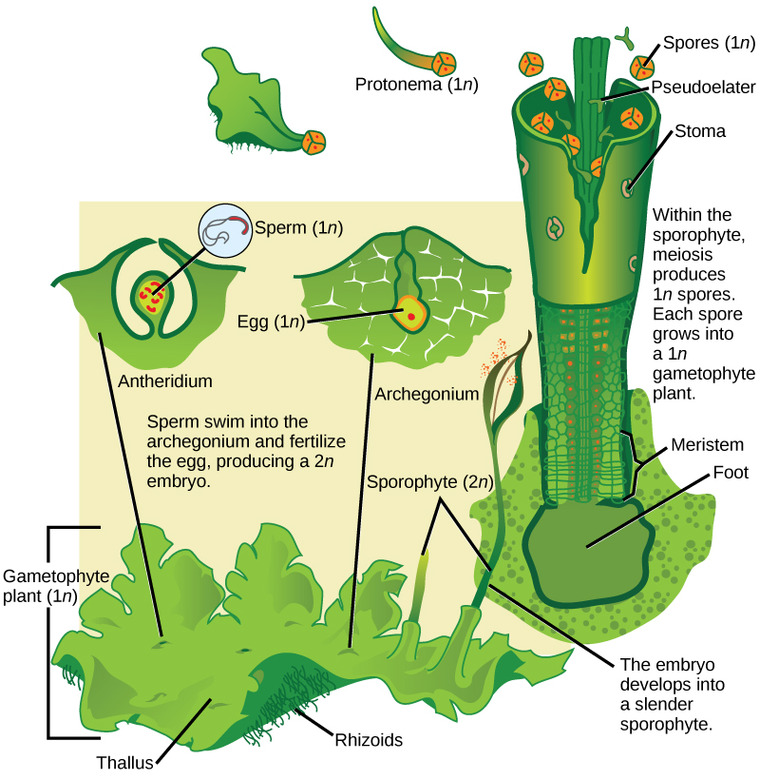 moss protonema diagram