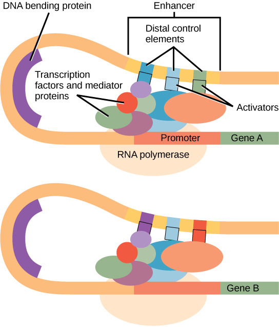 biology-genetics-gene-expression-eukaryotic-transcription-gene