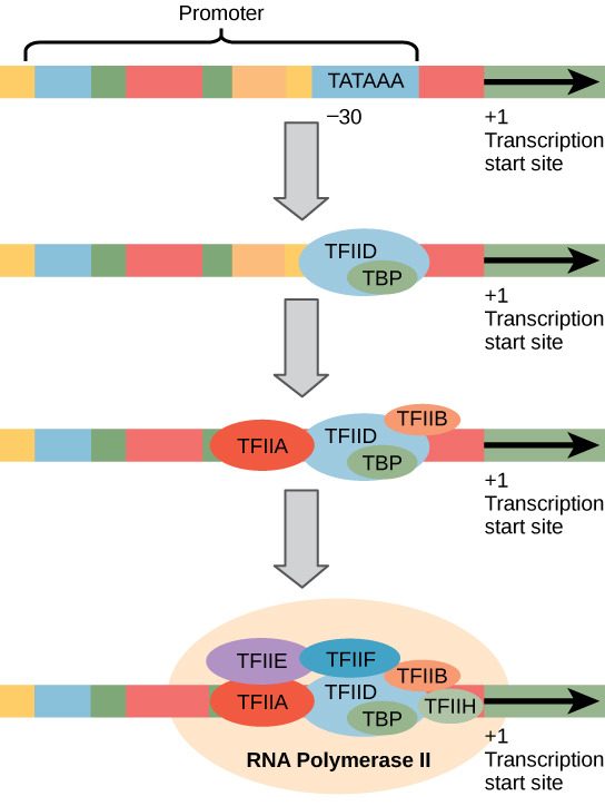 Eukaryotic Transcription