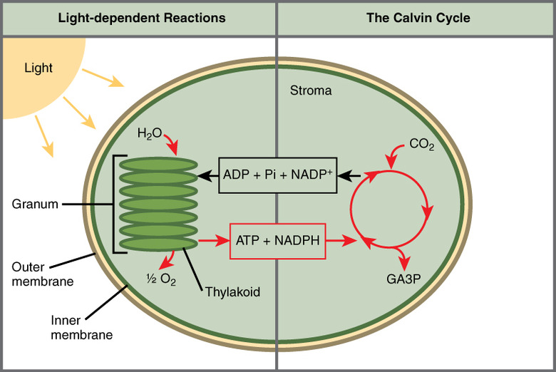 photosynthesis reactants and products