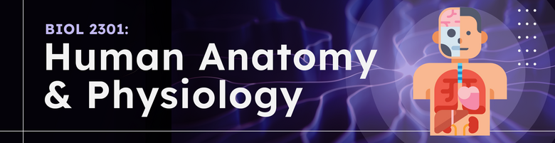 Human Anatomy & Physiology - BIOL 2301 - Course Overview