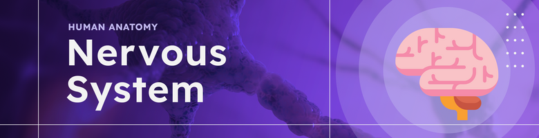 Human Anatomy & Physiology - Nervous System