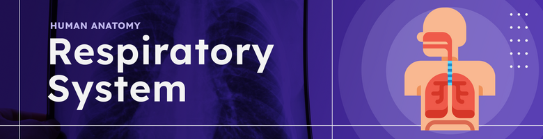 Human Anatomy & Physiology - Respiratory System