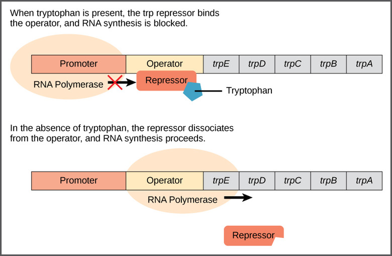 prokaryotic vs eukaryotic gene structure