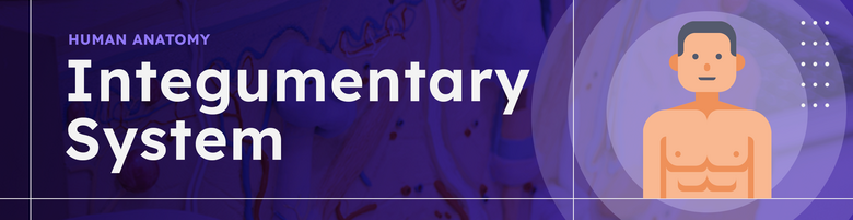 Integumentary System - Supplemental Activity