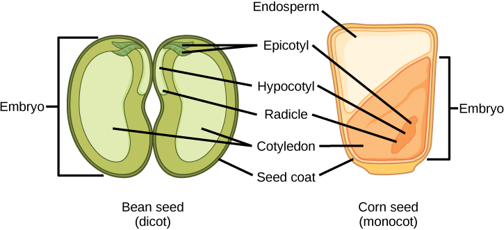 angiosperm-seed-anatomy-lab-oertx