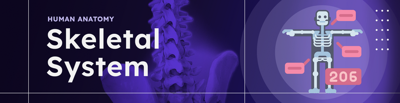 Skeletal System - Supplemental Assignment